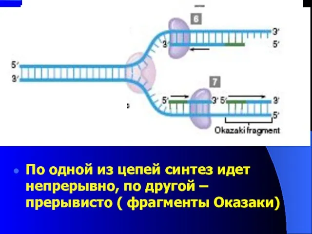 По одной из цепей синтез идет непрерывно, по другой – прерывисто ( фрагменты Оказаки)