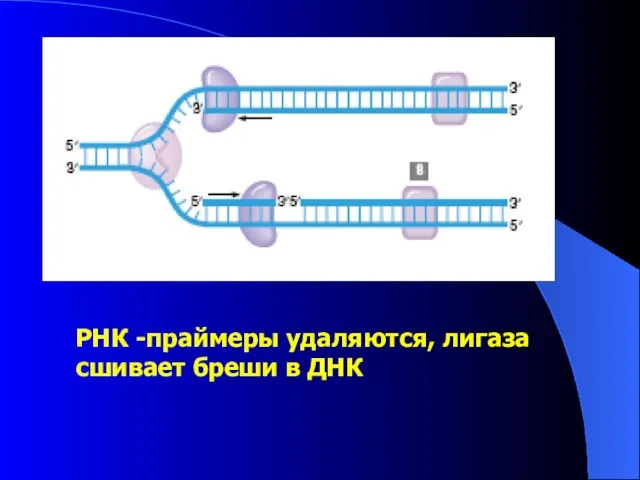 РНК -праймеры удаляются, лигаза сшивает бреши в ДНК