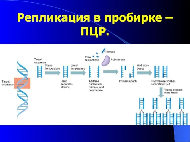 Репликация в пробирке –ПЦР.