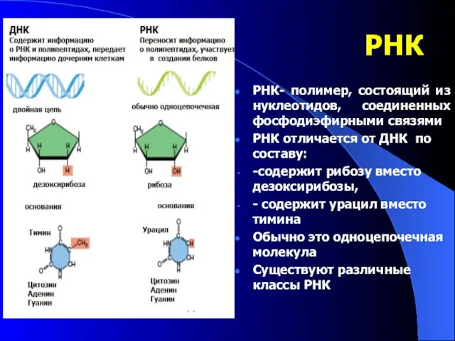 РНК РНК- полимер, состоящий из нуклеотидов, соединенных фосфодиэфирными связями РНК отличается