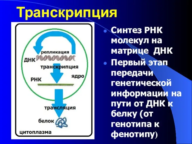 Транскрипция Синтез РНК молекул на матрице ДНК Первый этап передачи генетической