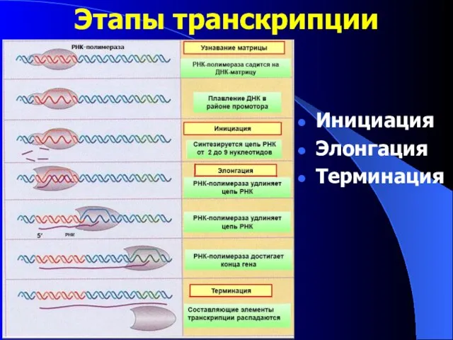 Этапы транскрипции Инициация Элонгация Терминация