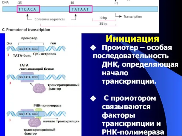 Инициация Промотер – особая последовательность ДНК, определяющая начало транскрипции. С промотором связываются факторы транскрипции и РНК-полимераза