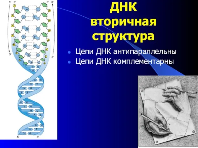 ДНК вторичная структура Цепи ДНК антипараллельны Цепи ДНК комплементарны