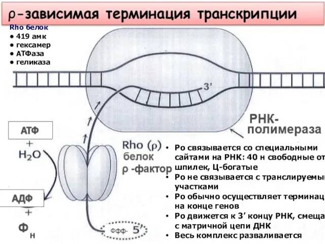 Ро связывается со специальными сайтами на РНК: 40 н свободные от