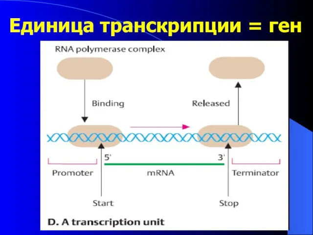 Единица транскрипции = ген