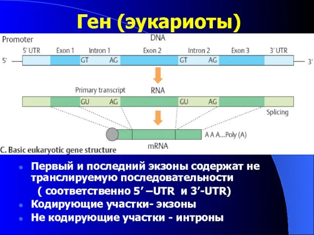 Ген (эукариоты) Первый и последний экзоны содержат не транслируемую последовательности (