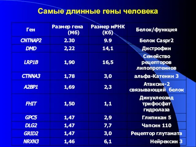 Самые длинные гены человека