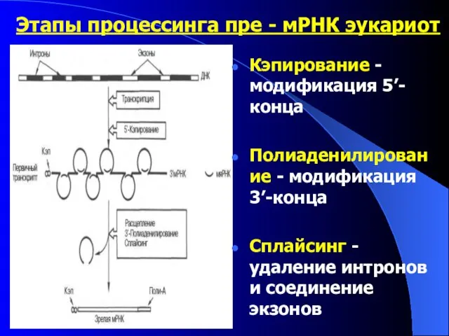 Этапы процессинга пре - мРНК эукариот Кэпирование - модификация 5’-конца Полиаденилирование