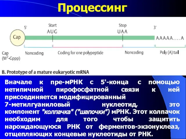 Процессинг Вначале к пре-мРНК с 5'-конца с помощью нетипичной пирофосфатной связи