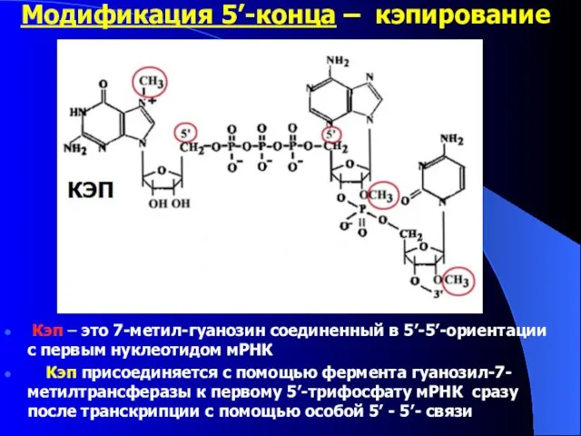 Модификация 5’-конца – кэпирование Кэп – это 7-метил-гуанозин соединенный в 5’-5’-ориентации