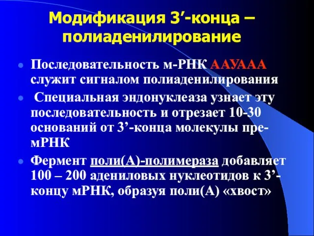 Модификация 3’-конца – полиаденилирование Последовательность м-РНК ААУААА служит сигналом полиаденилирования Специальная