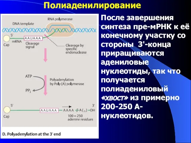 Полиаденилирование После завершения синтеза пре-мРНК к её конечному участку со стороны