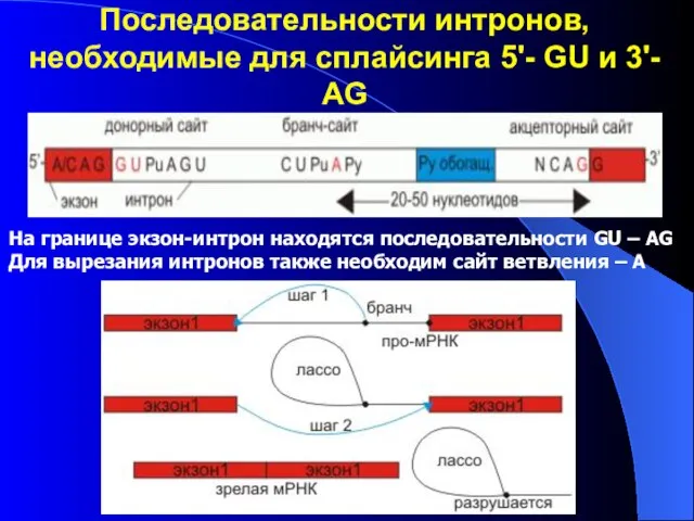 Последовательности интронов, необходимые для сплайсинга 5'- GU и 3'- AG На