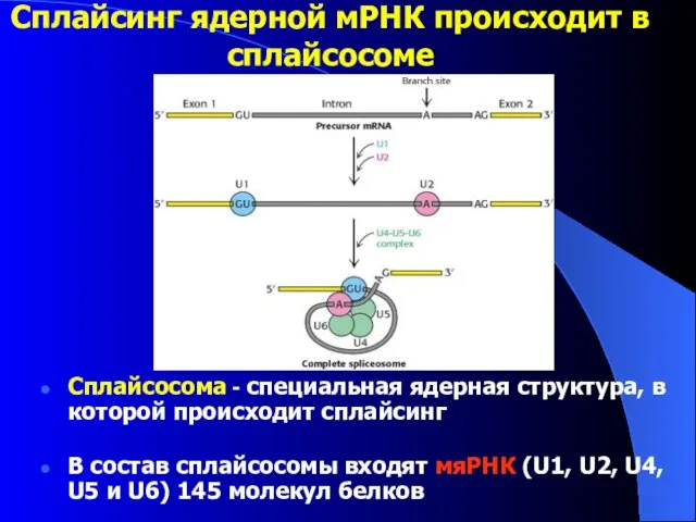 Сплайсинг ядерной мРНК происходит в сплайсосоме Сплайсосома - специальная ядерная структура,