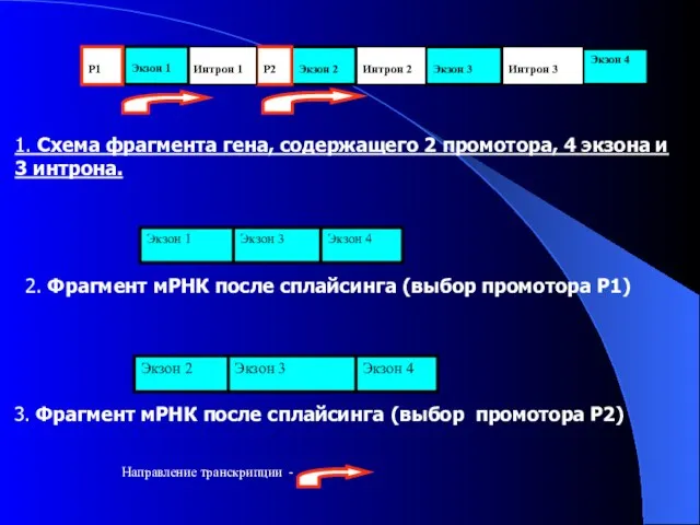 Экзон 4 Интрон 3 Экзон 3 Интрон 2 Экзон 2 Р2