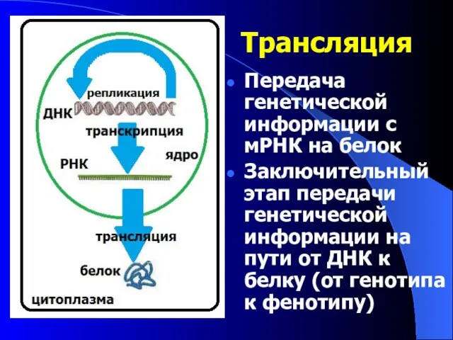 Трансляция Передача генетической информации с мРНК на белок Заключительный этап передачи