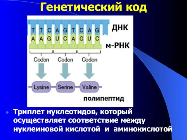 Генетический код Триплет нуклеотидов, который осуществляет соответствие между нуклеиновой кислотой и аминокислотой