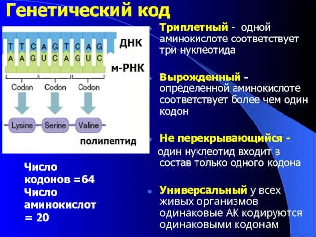 Генетический код Триплетный - одной аминокислоте соответствует три нуклеотида Вырожденный -