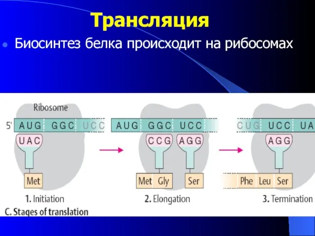 Трансляция Биосинтез белка происходит на рибосомах