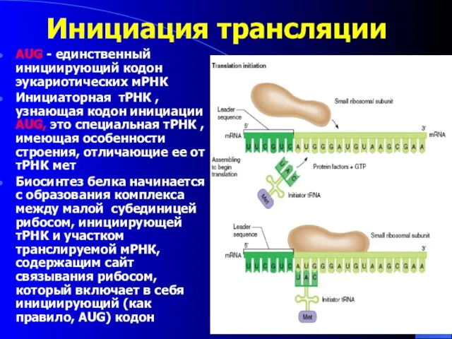 Инициация трансляции AUG - единственный инициирующий кодон эукариотических мРНК Инициаторная тРНК