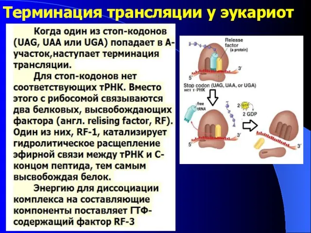 Терминация трансляции у эукариот