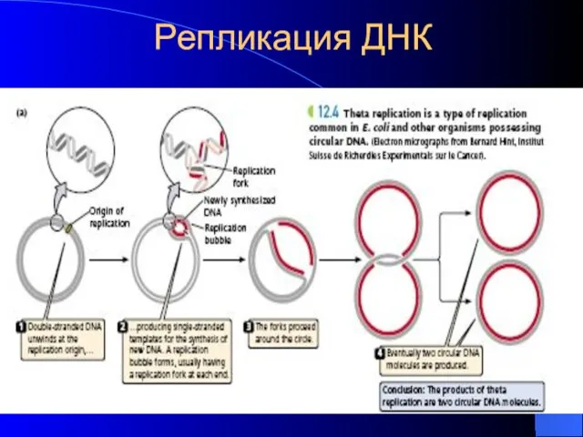 Репликация ДНК