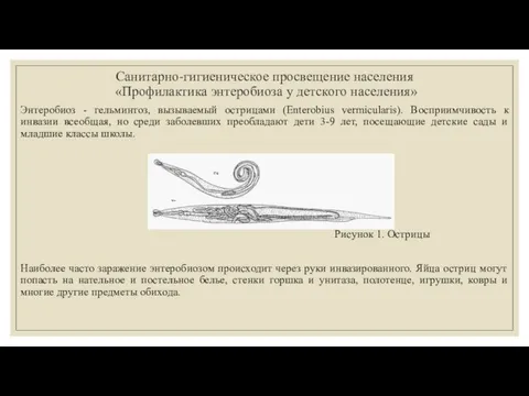 Санитарно-гигиеническое просвещение населения «Профилактика энтеробиоза у детского населения» Энтеробиоз - гельминтоз,