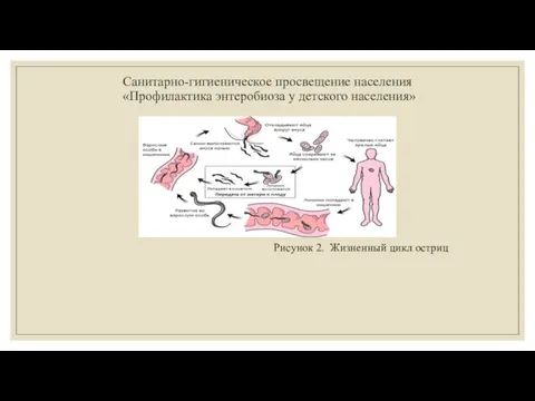 Санитарно-гигиеническое просвещение населения «Профилактика энтеробиоза у детского населения» Рисунок 2. Жизненный цикл остриц