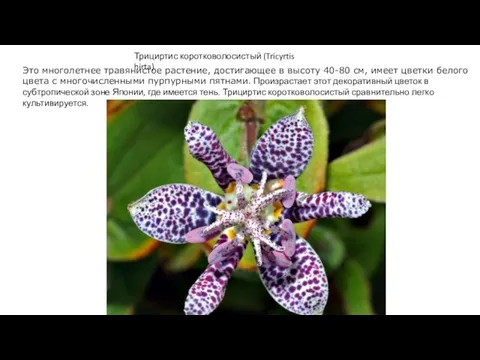 Трициртис коротковолосистый (Tricyrtis hirta). Это многолетнее травянистое растение, достигающее в высоту