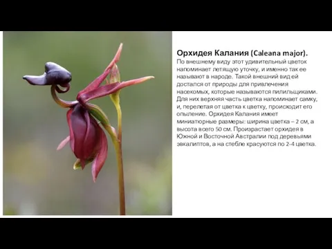 Орхидея Калания (Caleana major). По внешнему виду этот удивительный цветок напоминает