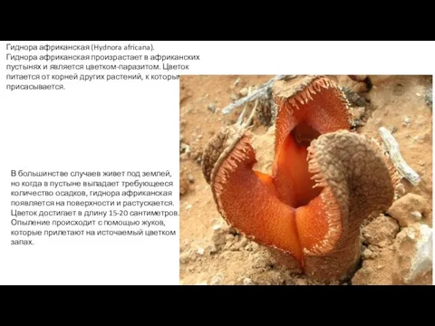 Гиднора африканская (Hydnora africana). Гиднора африканская произрастает в африканских пустынях и