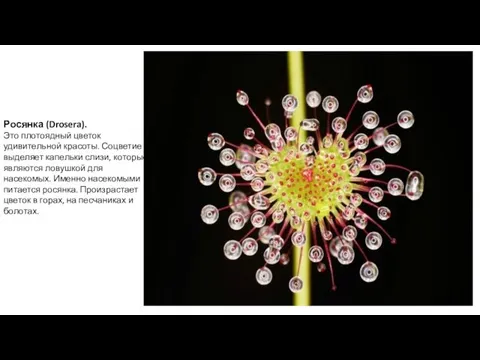 Росянка (Drosera). Это плотоядный цветок удивительной красоты. Соцветие выделяет капельки слизи,