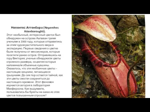 Непентес Аттенборо (Nepenthes Attenboroughii). Этот необычный, интересный цветок был обнаружен на