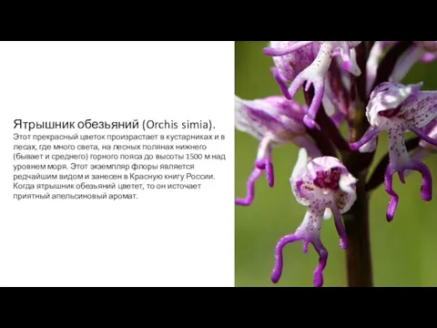 Ятрышник обезьяний (Orchis simia). Этот прекрасный цветок произрастает в кустарниках и