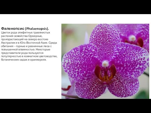 Фаленопсис (Phalaenopsis). Цветок рода эпифитных травянистых растений семейства Орхидные, произрастающий на