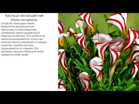 Кислица пестроцветная (Oxalis tetraphylla). Соцветие, благодаря своим празднично раскрашенным цветочкам, по
