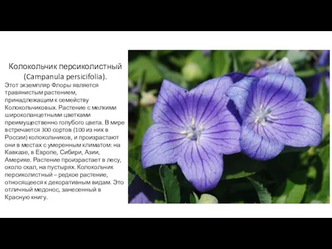 Колокольчик персиколистный (Campanula persicifolia). Этот экземпляр Флоры является травянистым растением, принадлежащим