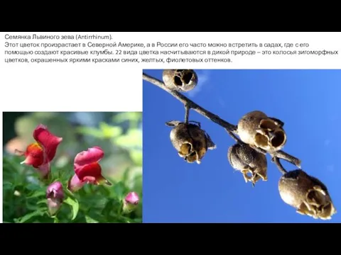 Семянка Львиного зева (Antirrhinum). Этот цветок произрастает в Северной Америке, а