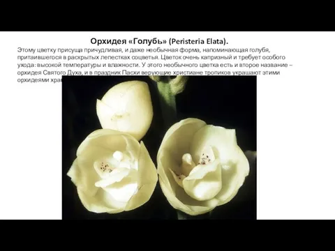 Орхидея «Голубь» (Peristeria Elata). Этому цветку присуща причудливая, и даже необычная