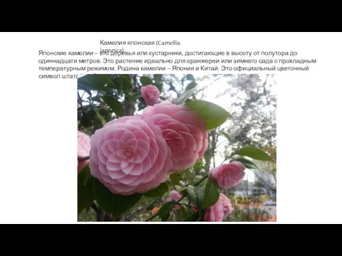 Камелия японская (Camellia japonica). Японские камелии – это деревья или кустарники,