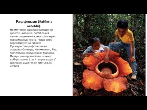 Раффлезия (Rafflesia arnoldii). Несмотря на завораживающее по красоте название, раффлезия является