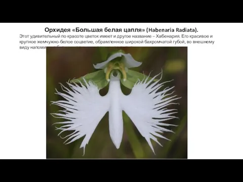 Орхидея «Большая белая цапля» (Habenaria Radiata). Этот удивительный по красоте цветок