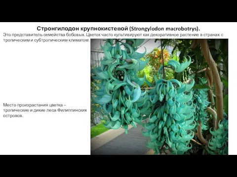 Стронгилодон крупнокистевой (Strongylodon macrobotrys). Это представитель семейства бобовых. Цветок часто культивируют