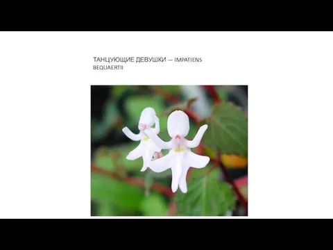 ТАНЦУЮЩИЕ ДЕВУШКИ — IMPATIENS BEQUAERTII