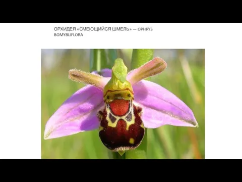 ОРХИДЕЯ «СМЕЮЩИЙСЯ ШМЕЛЬ» — OPHRYS BOMYBLIFLORA