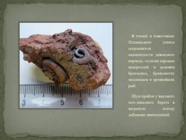 В глинах и известняках Ильменского глинта сохраняются окаменелости девонского периода, остатки