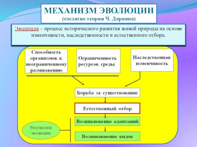 МЕХАНИЗМ ЭВОЛЮЦИИ (согласно теории Ч. Дарвина) Эволюция – процесс исторического развития