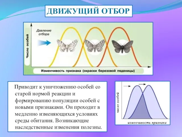 ДВИЖУЩИЙ ОТБОР Приводит к уничтожению особей со старой нормой реакции и