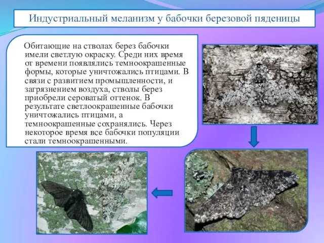 Индустриальным меланизмом называется изменчивость, обусловленная интенсивным развитием промышленности и ухудшением экологической